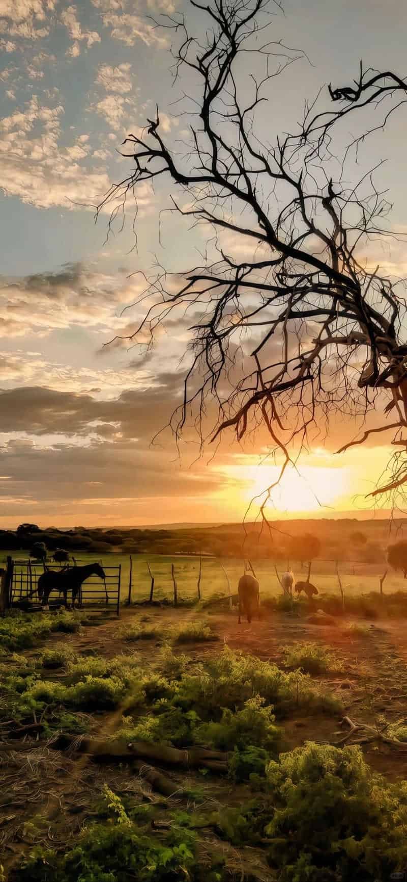 Bộ ảnh hình nền ip 12 sống động