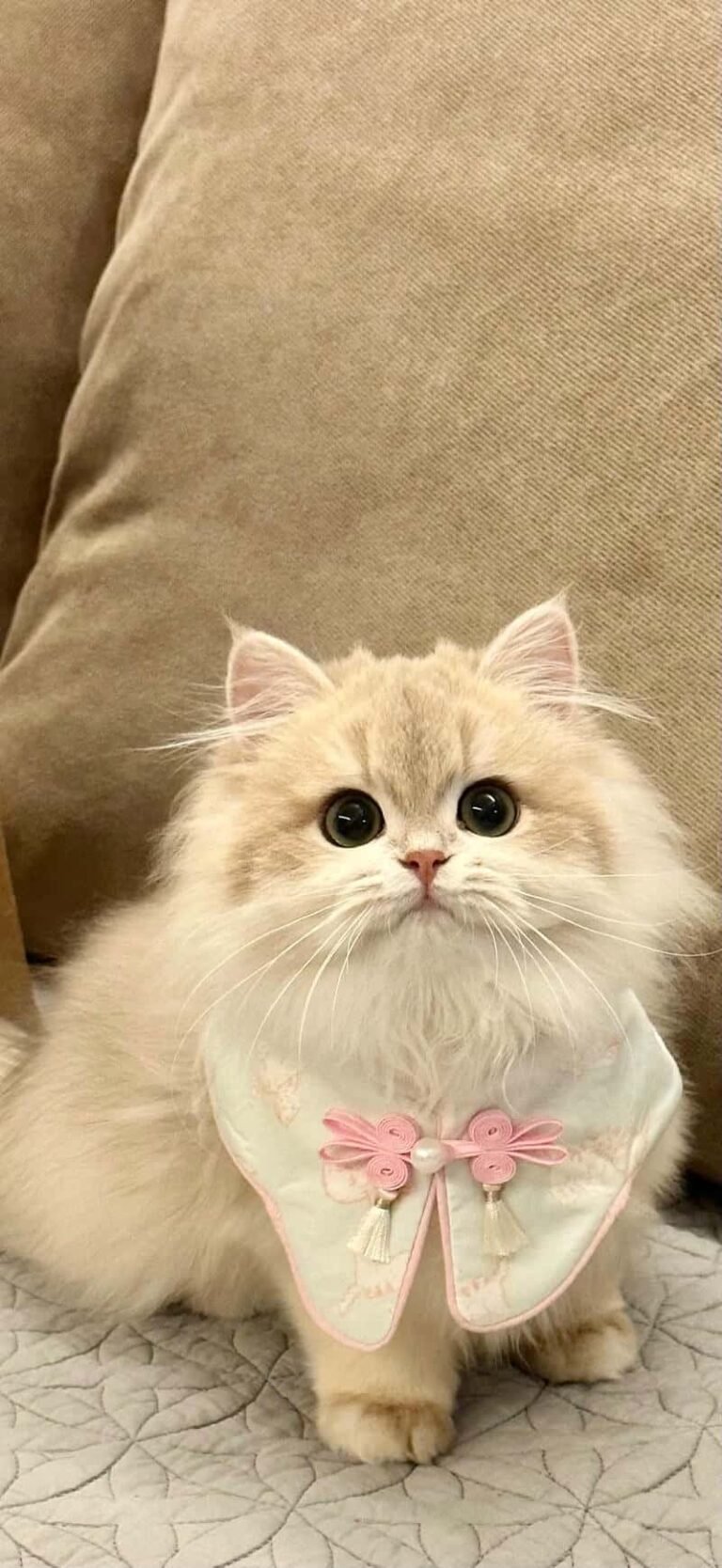 Loạt hình ảnh hình nền mèo mềm mại