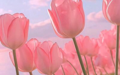 wallpaper hoa dreamy