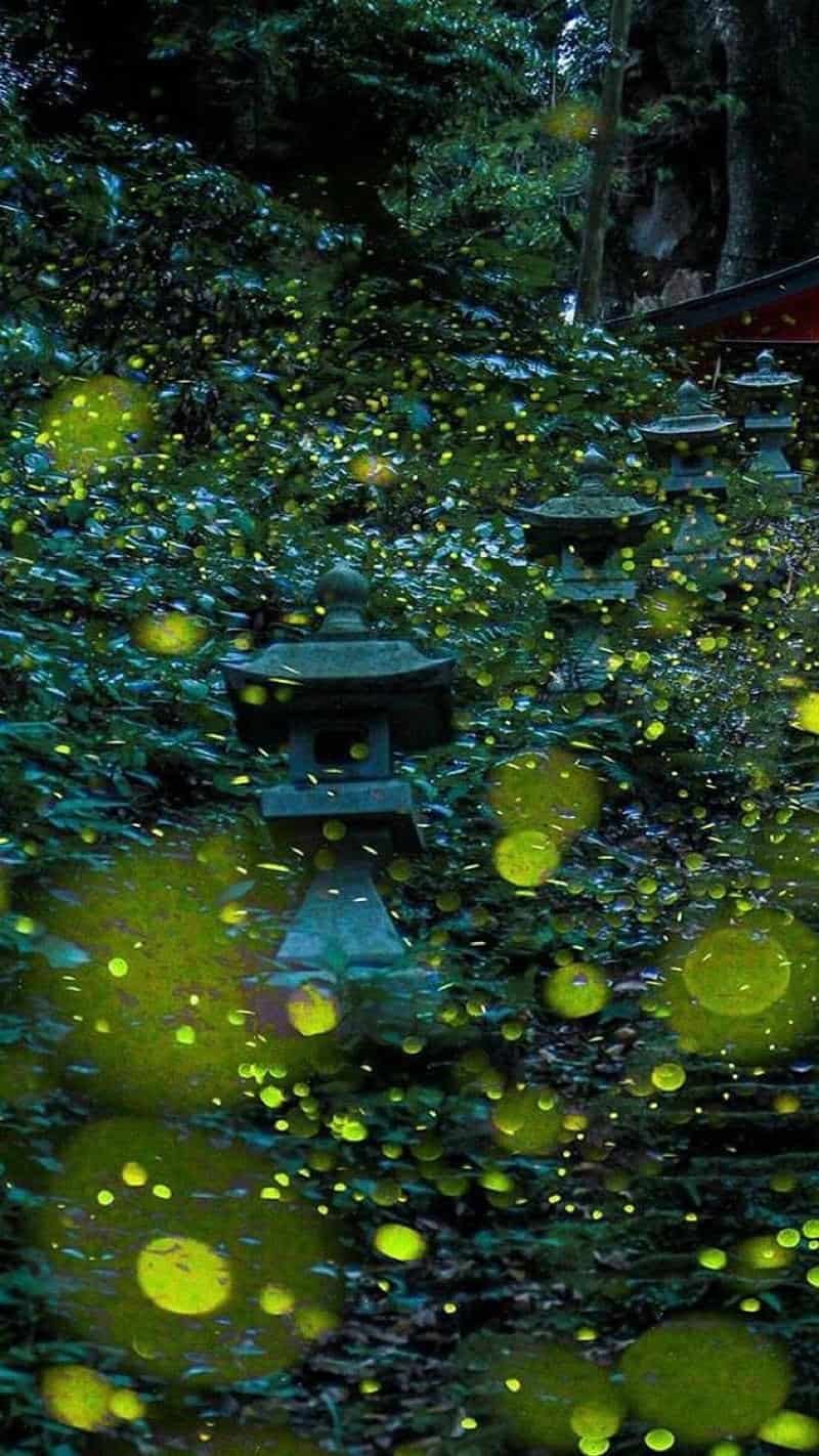 Bộ sưu tập hình nền đom đóm chất lượng nhất